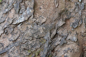 close up. texture of old mahogany tree trunk