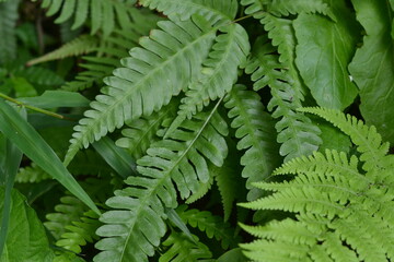 fern leaves in the forest