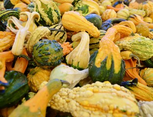 variety of autumn squash, gourds and pumpkins on display at farmers market