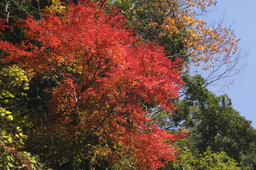 紅葉