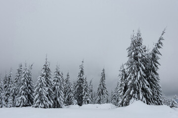 Fairy winter landscape with fir trees