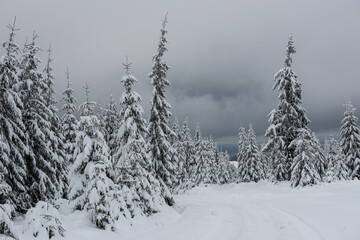 Winter trees covered with fresh snow