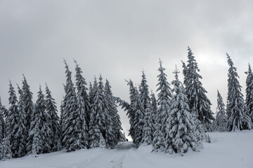 Winter forest covered with snow