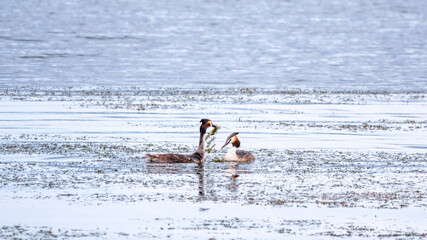 Mating games of two water birds Great Crested Grebes. Two waterfowl birds Great Crested Grebes swim in the lake
