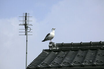 屋根のカモメ