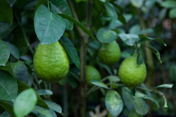 Lemon tree in greenhouse, unripe big green lemons fruit, close-up, agriculture concept 