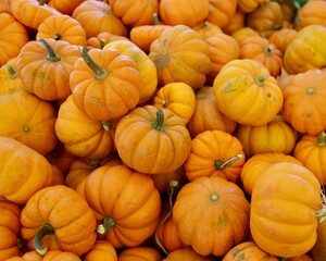 pumpkins for sale at market