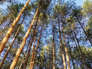 trees in the forest