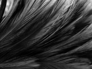 Obraz premium Beautiful abstract black feathers on dark background, gray feather texture on black background, white feather background