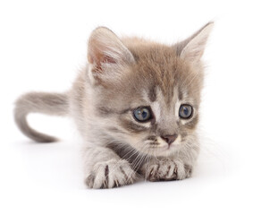 Kitten on white background.