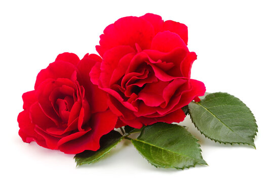 Beautiful red roses.