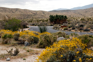 Road through Anza Borrego State Park in Spring bloom. An oasis with California palms in the background