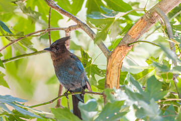 Small bird on a tree branch