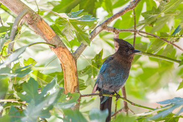 Small bird on a tree branch