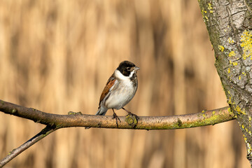 Male Reed Bunting, Emberiza schoeniclus, perched on branch looking towards right