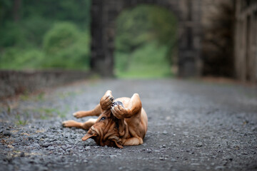 funny red dog lying on his back. Shar Pei mix plays in nature