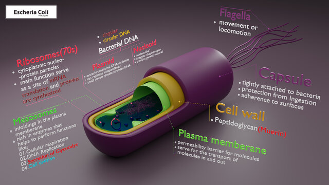 bacteria 3d illustration or rendering