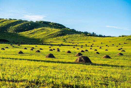 Bashang grassland pasture scenery in Hebei Province, China