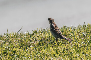 Small bird