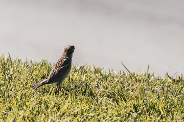 Small bird