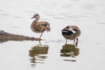 Pair of Gadwall Ducks Enjoying Quiet Time Together