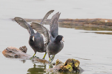 Pair of American Coots Quarrel Over Rights to A Log