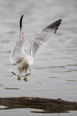 Ring Billed Gull Prepares to Land Noisily