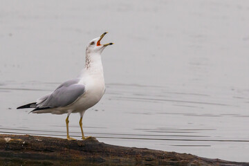 Ring Billed Gull Calls Noisily
