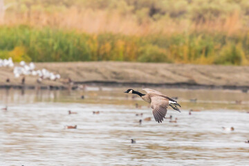 Canada Goose Lines Up for a Water Landing at McNary NWR