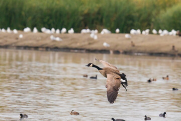 Canada Goose Lines Up for a Water Landing at McNary NWR