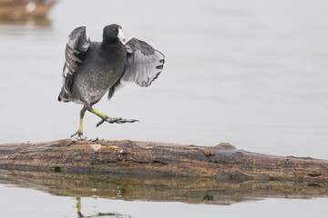 American Coot Dances for Joy on a Log