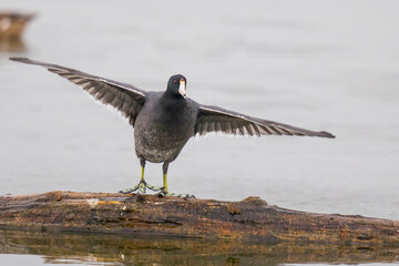 American Coot Dances for Joy on a Log