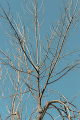 Small bird on a tree branch