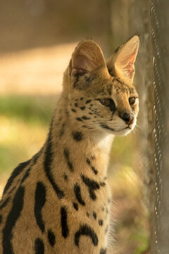 Spectacular Cute Serval, Leptailurus serval, selective focus next to chain link fence
