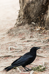 Black bird chilling in the park