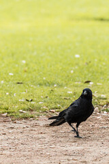 Black bird chilling in the park