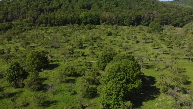 Streuobstwiesen, gef&auml;hrdeter Lebensraum im Rheintal bei Boppard-Buchenau