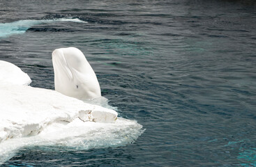 Beluga whale with head sticking out of water and eyes closed