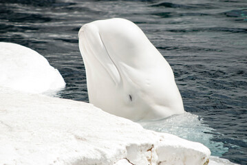 Beluga with ice closed peaking out of the water with a glum look © Khaleel