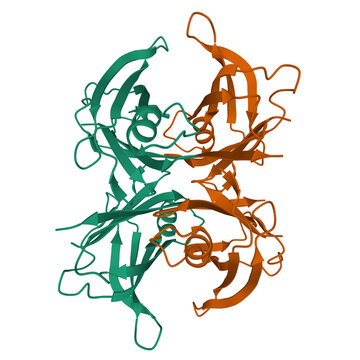 Wild type human transthyretin (TTR), a 3D ribbon model of the homodimer isolated, PDB 3w3b, white background