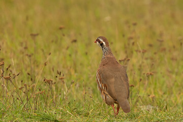 One French Partridge aka Red Legged, Alectoris rufa, crossing a meadow
