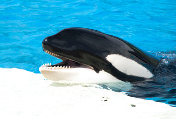 Killer whale with its mouth open showing sharp teeth with blue water background © Khaleel