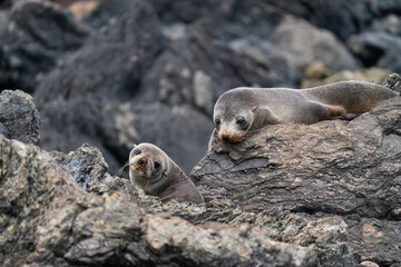 New Zealand fur seal pups on the rocks in Cape Palliser in the Wairarapa