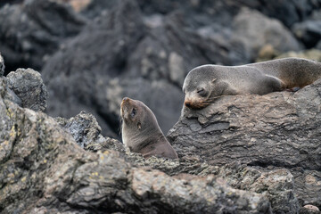 New Zealand fur seal pups on the rocks in Cape Palliser in the Wairarapa