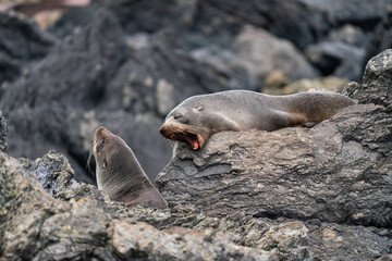 Fototapeta premium New Zealand fur seal pups on the rocks in Cape Palliser in the Wairarapa