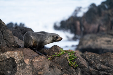 Naklejka premium A New Zealand fur seal pup on the rocks in Cape Palliser in the Wairarapa