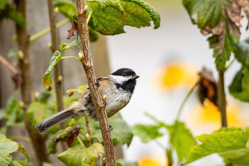 one cute Chickadee resting on short branches of the farm crops