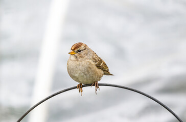 one cute young sparrow resting on top of a curved metal wire in the park
