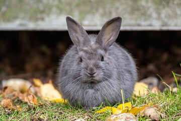 one cute chubby fur ball like grey bunny resting by the wall on the grass filled with yellow leaves
