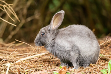 side portrait of a cute grey rabbit sitting on brown dry pine needles filled ground near the bushes